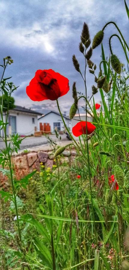 Ferienhaus Sonnenwind Am Hainer See Neukieritzsch Ngoại thất bức ảnh